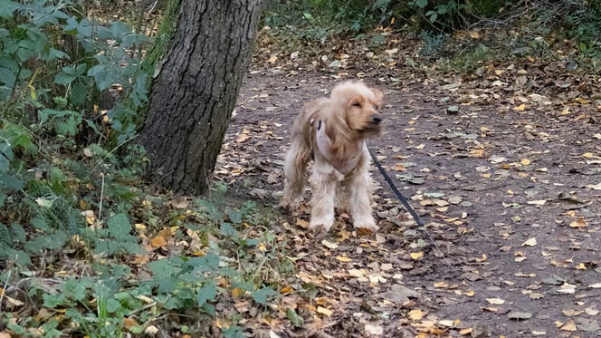 Hond Chicky vastgebonden aan boom omdat eigenaar geen opvang kon vinden