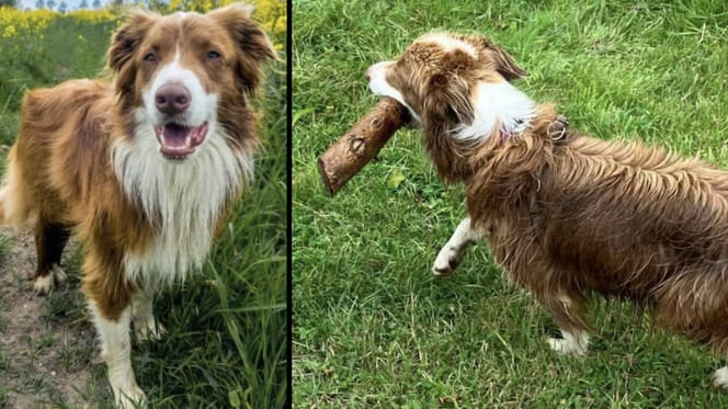 Hond Daisy verdween spoorloos en is nog steeds niet gevonden