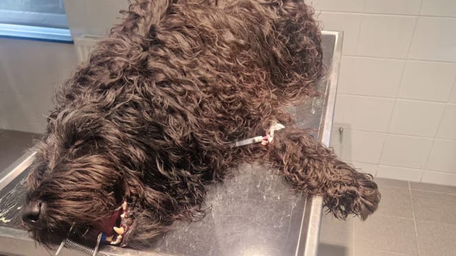 Hond Django op de operatietafel na inslikken visdraad