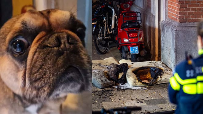 Hond "Dog" en studenten in Rotterdam ternauwernood ontsnapt aan brand