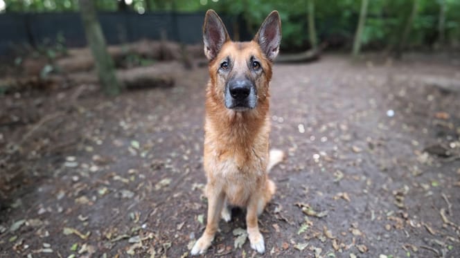 Hond Faith wordt ter adoptie aangeboden