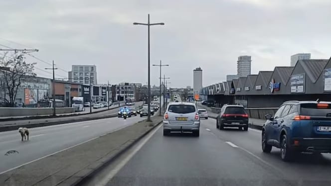 Hond Floortje gered van razenddrukke weg door politie