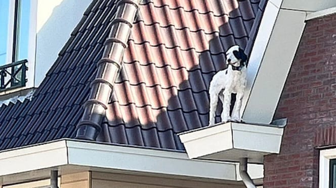 Hond Guus moest uit dakgoot gered worden door brandweer