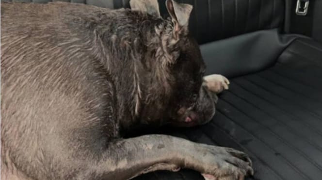 Hond in Breda ternauwernood gered van dood door hitte
