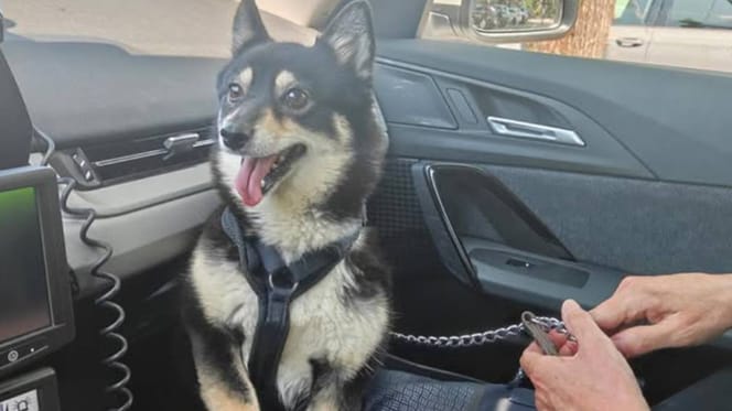 Hond in Den Bosch door politie uit hete auto gered