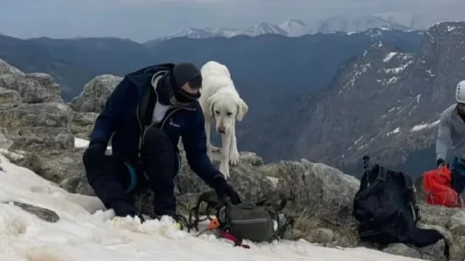 Hond in Griekenland na 7 dagen gered van bergtop