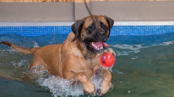Hond in H2ond bad tegen onder andere atrose in Babyloniënbroek