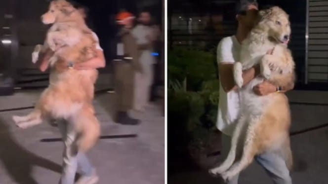 Hond in Israel die onder het puin lag gered