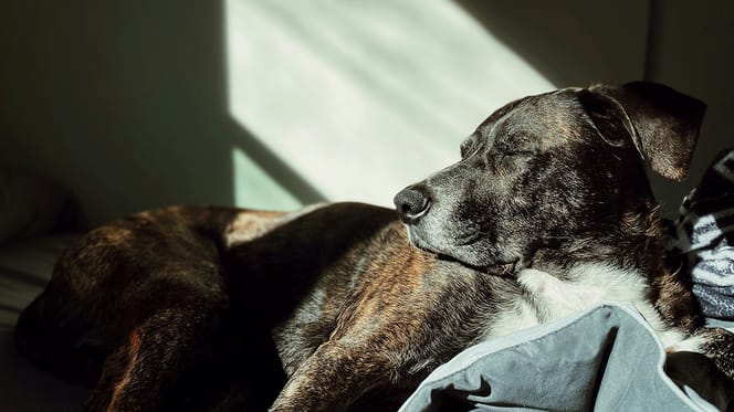 hond in laten slapen