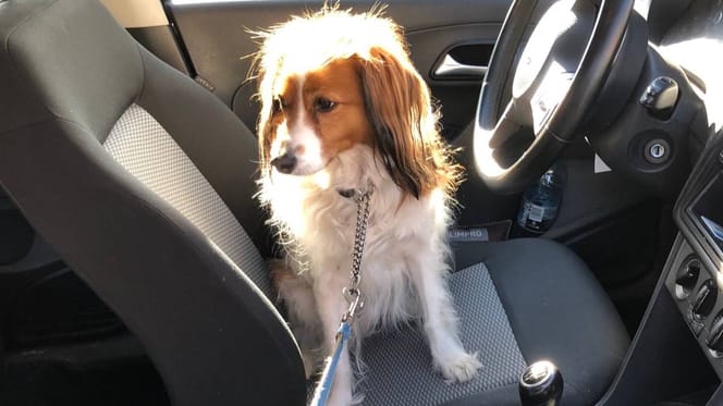 Hond in Oss wordt gered uit bloedhete auto