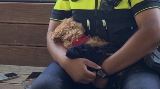 Hond in Wassenaar oververhit in kinderwagen aangetroffen