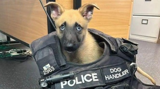 hond Jager gered en nu opgeleid als politiehond