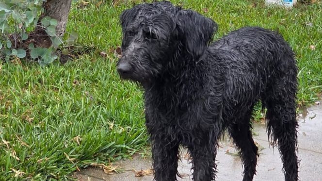 Hond Kirby verdween spoorloos, maar werd uiteindelijk weer gevonden