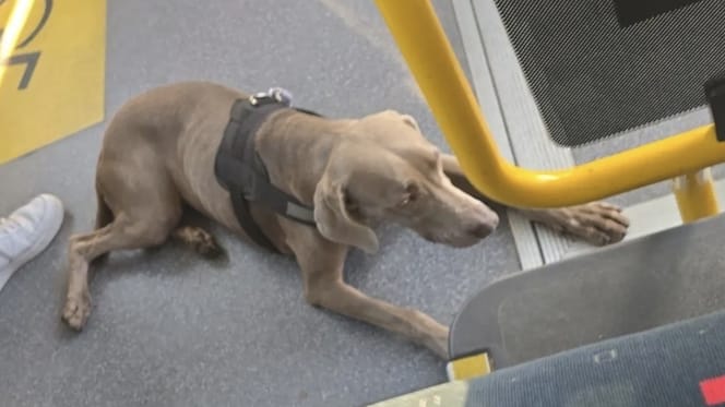 Hond Lana alleen op pad met de bus naar de McDonalds