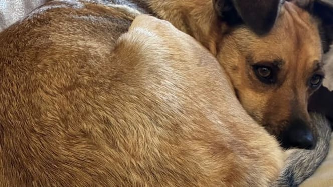 Hond Luka krijgt cocaïne en THC binnen na wandeling