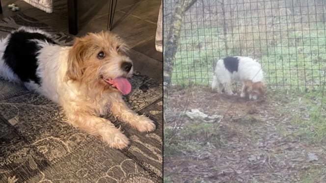 Hond Matty na een jaar weer teruggevonden in Brabant