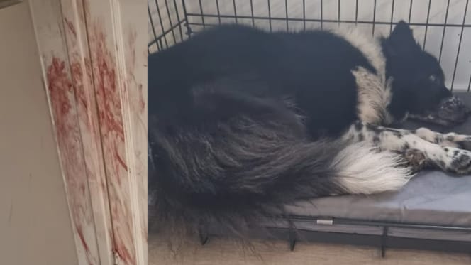 Hond Meghan ervaart enorme stress door vuurwerkknallen