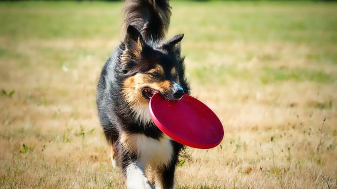 Hond met frisbee