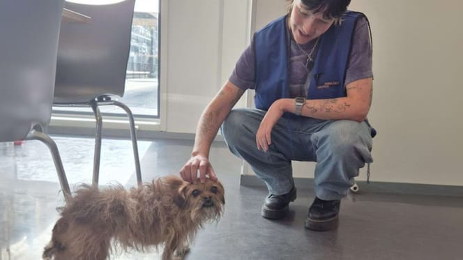 Hond Mickey die in Den Haag onder een tram vandaan gered werd