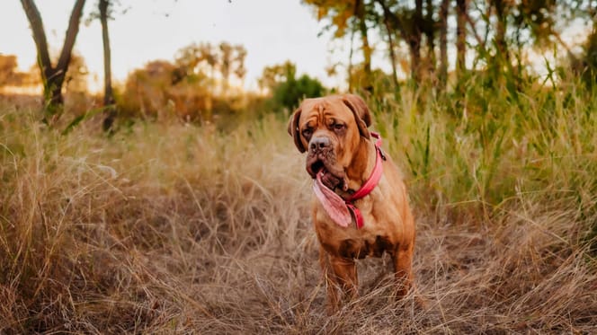 Hond Ozzy verbreekt wereldrecord met allerlangste tong