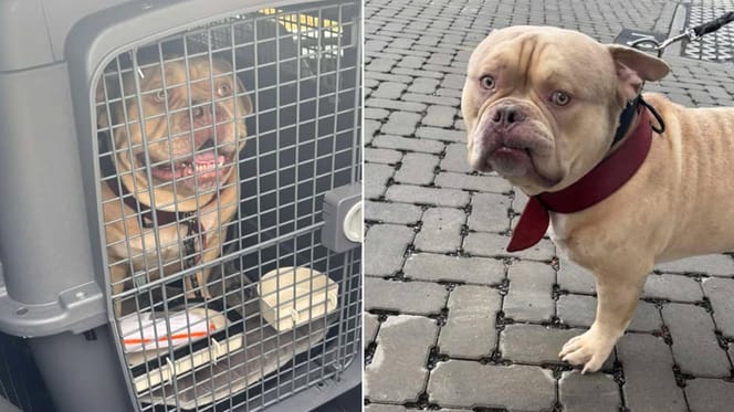 Hond Pablo wordt naar asiel gestuurd terwijl vrouw op vakantie gaat