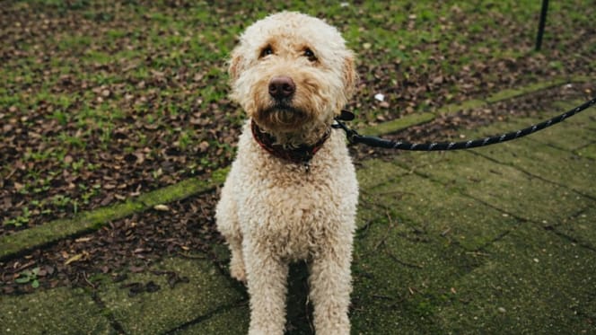 Hond Roxy Dekker overleden