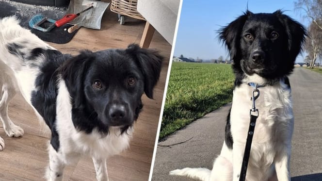 Hond Teun vermist, maar na 8 dagen teruggevonden