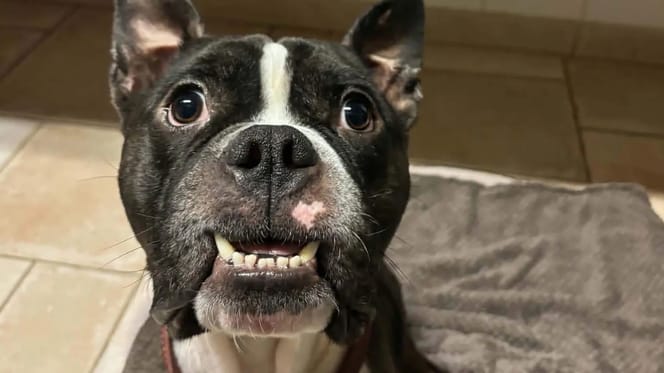 Hond Thor zwaar verwaarloosd opgevangen
