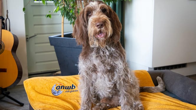 Hond Tinus is de bekendste hond van Nederland