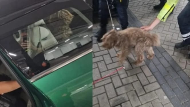 Hond uit hete auto gered in Amsterdam