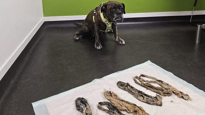 Hond uit Nunspeet eet 6 onderbroeken tegelijk op