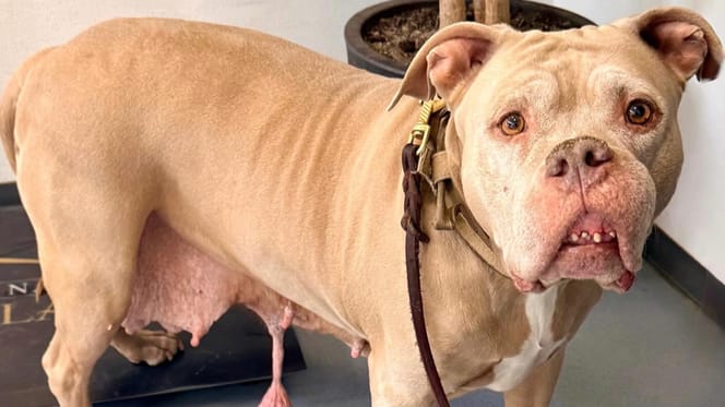 Hond uit Rotterdam met tumoren na weken eindelijk geopereerd