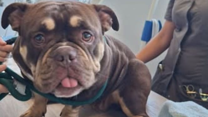 Hond uit snikhete auto gered bij Avonturenboerderij Molenwaard in Groot-Ammers