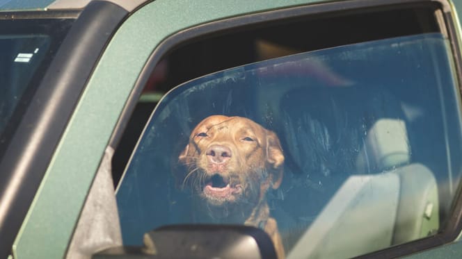 Hund aus glühend heißem Auto in Panningen gerettet