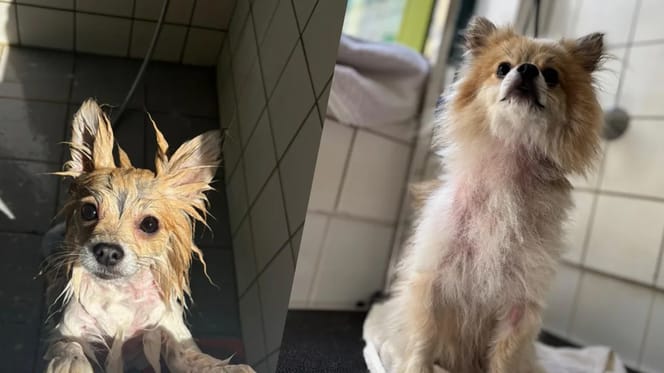 Hond vastgebonden aan hek bij boerderij net op tijd gered