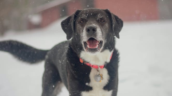 Hond vastgebonden achtergelaten in Wormer, rechter grijpt in