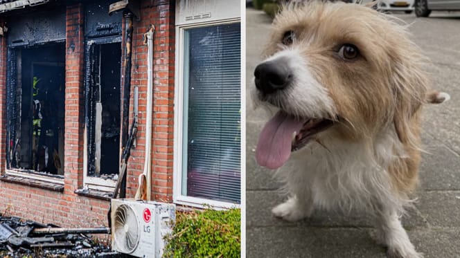 Hond vlucht uit brandend huis en wordt opgevangen door jongen van 13