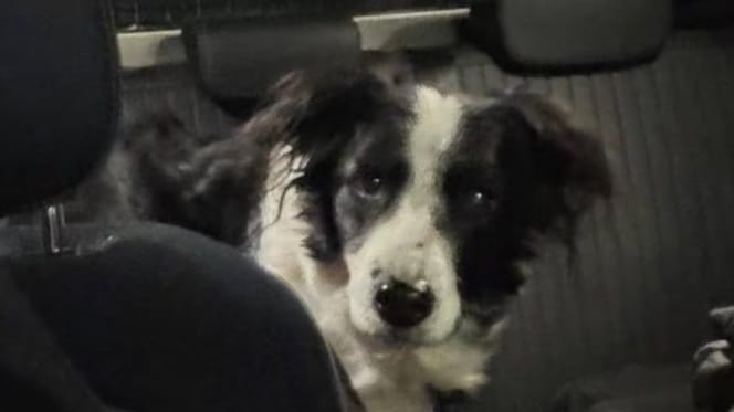 Hond wacht aan zijde baasje die al een aantal dagen is overleden