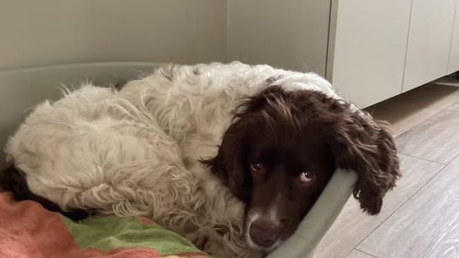 Hond Woody is al dagen vermist