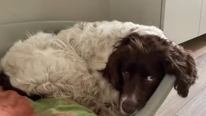 Hond Woody is helaas overleden