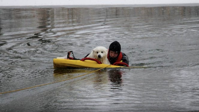 Hond zakt door het ijs in Oss