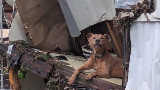 honden en katten in nood na zware overstromingen in Texas