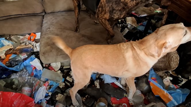 Honden en katten uit smerige woning Elburg gered