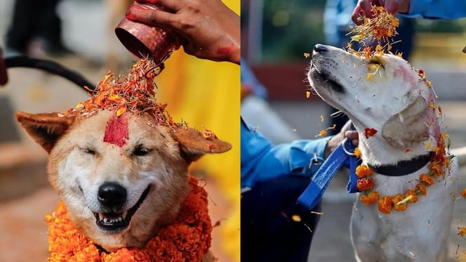 Honden in Nepal hebben hun eigen feestdag
