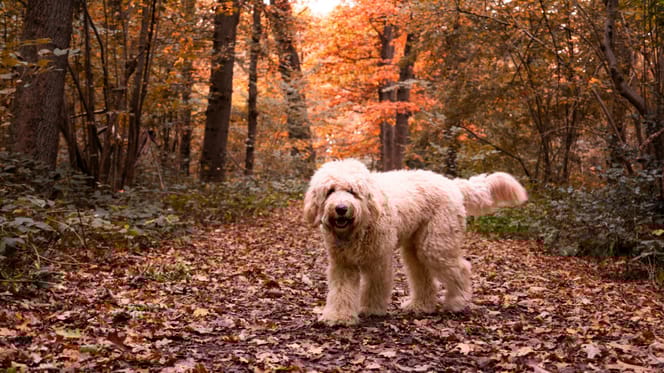 Honden niet meer welkom in Ulvenhoutse bos, volgen meer plekken?