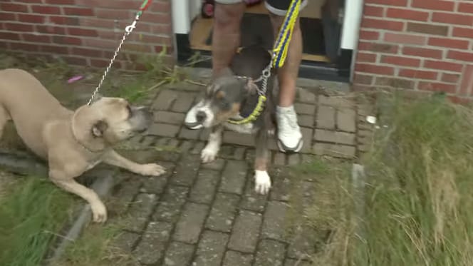 Honden vergiftigd in Vriezenveen, drama compleet