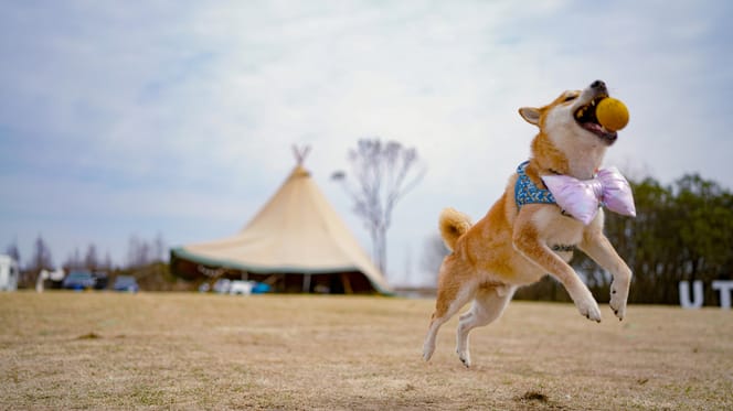 Honden worden mishandeld bij Circus Europa-park