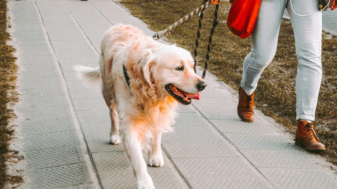 Hondenbelasting in Nederland