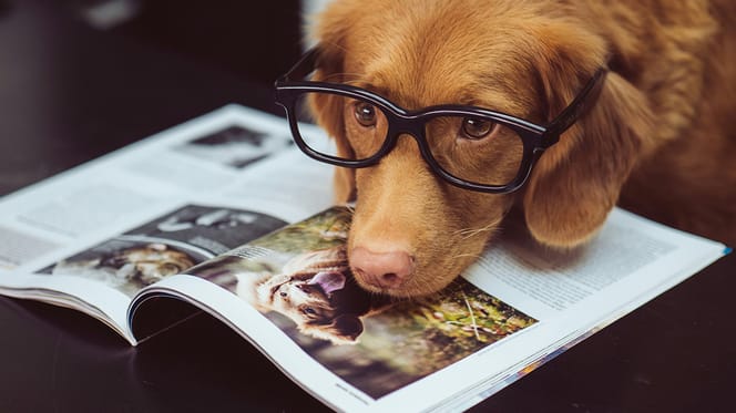 hondennamen geïnspireerd door boeken