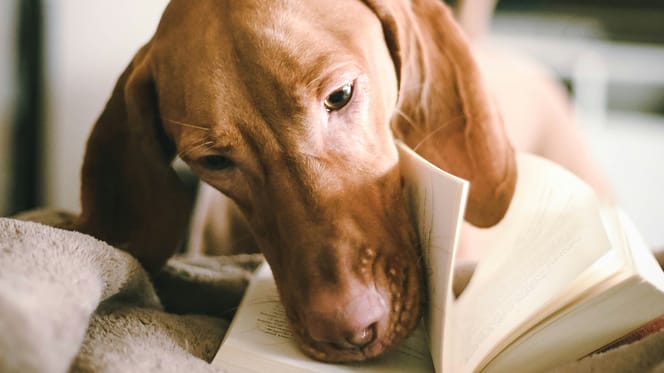 hondennamen geïnspireerd door kinderboeken